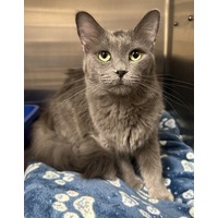 adopt-pet