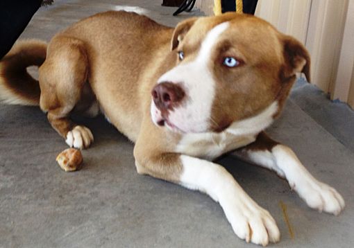 Spot Adopted Dog Cleveland Ga Australian Shepherd Catahoula Leopard Dog Mix Australian Shepherd Catahoula Leopard Dog Mix Catahoula Leopard Dog