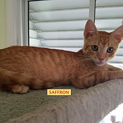 Photo of SAFFRON-adopted St.5-18-19