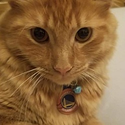 Photo of Prince Ginger
