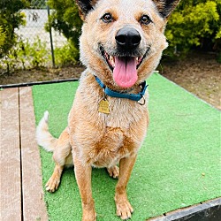 Photo of Bosco