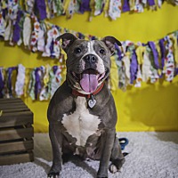adopt a pet