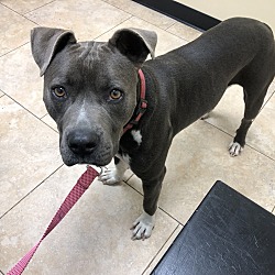 Photo of Capone 
