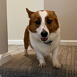 Photo of Dolly