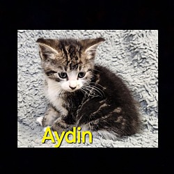 Photo of Aydin