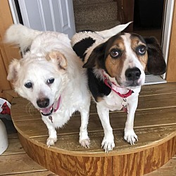 Photo of Daisy and Pooch  BONDED must stay together