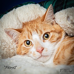 Thumbnail photo of Floyd #2