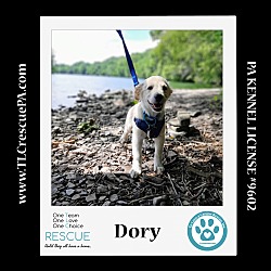 Photo of Dory (Dust Bunnies) 051824