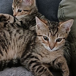 Photo of Tabbies Galore!!