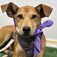 adopt a pet