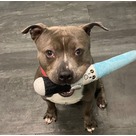 Adopt A Pet :: Ghost - Jackson, MI