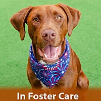 adopt a pet