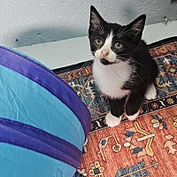 adopt a pet