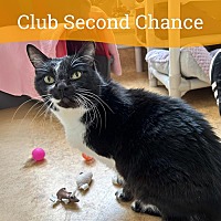 adopt a pet
