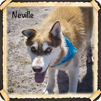Corpus Christi Tx Siberian Husky Meet Neville A Pet For Adoption