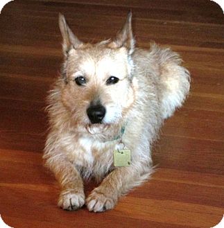 corgi schnauzer mix puppies