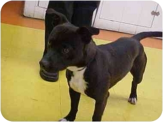 dachshund staffordshire mix