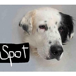 Thumbnail photo of SPOT - Guest Dog #1