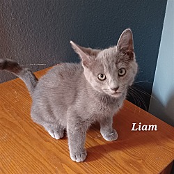 Photo of Liam #St.-Patty's-Day-kitten