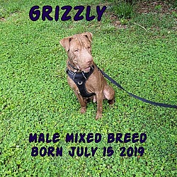 Photo of Grizzly