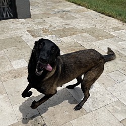 Photo of Lexi - Located in Florida