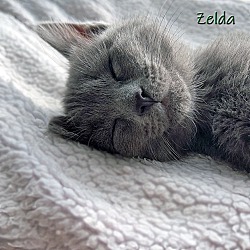 Thumbnail photo of Zelda #3