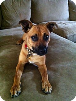 Homestead Fl Black Mouth Cur Meet Ruby A Pet For Adoption