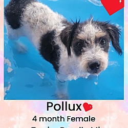 Photo of POLLUX –4 MO FEM POODLE TERRIE