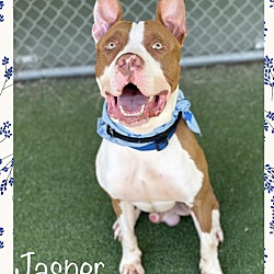 Thumbnail photo of JASPER #2