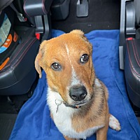 adopt a pet