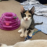 adopt a pet