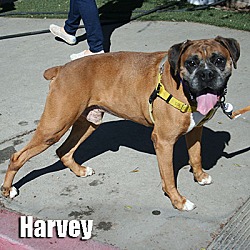 Thumbnail photo of Harvey #2