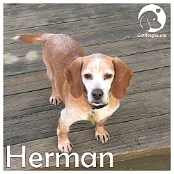 Thumbnail photo of Herman #1