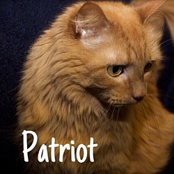 Thumbnail photo of Patriot #3