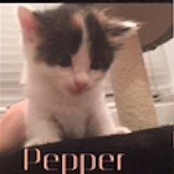 Thumbnail photo of Pepper #2