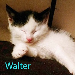 Thumbnail photo of Walter #1