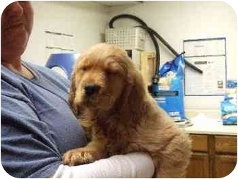 Mason City Ia Golden Retriever Meet Buck A Pet For Adoption