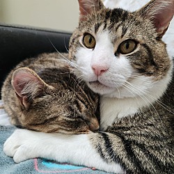 Photo of TWO AMIGOS