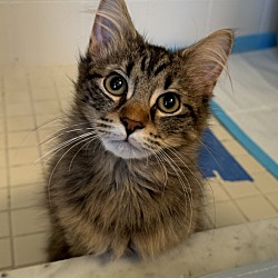 Photo of Chester (bonded with Chip)