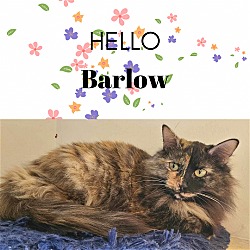 Thumbnail photo of BARLOW #1