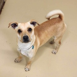 Photo of Sonny *Bonded with Rocky*- Chino Hills Location