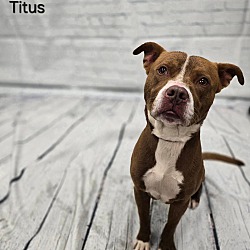 Thumbnail photo of Titus #1