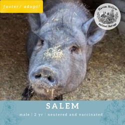 Thumbnail photo of Salem #2