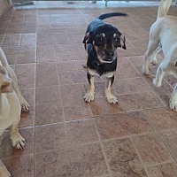 adopt-pet