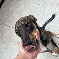 adopt a pet