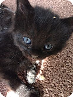 all black cat with blue eyes