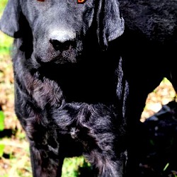 Thumbnail photo of DOOGIE(THE LAB OF A LIFETIME! #2