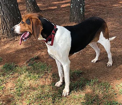 Huntsville Al Treeing Walker Coonhound Meet Lil Rosie A Pet For Adoption