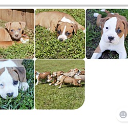 Thumbnail photo of Puppies 1-8 #2