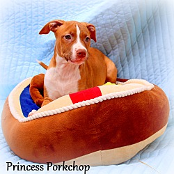 Thumbnail photo of Princess Porkchop~adopted! #3